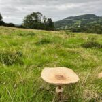 Mushroom foraging