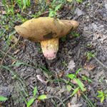 Foraging for mushrooms